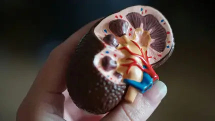 kidney model